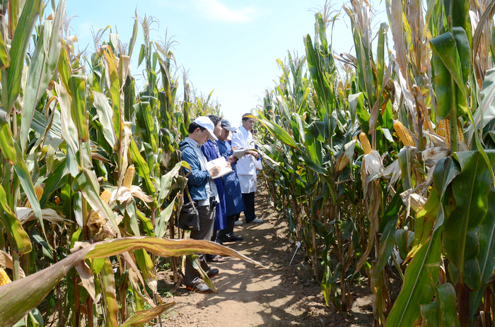 省品种审定专家组到鲁丰视察省玉米试验工作